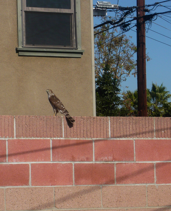 Hawk on the wall in our backyard